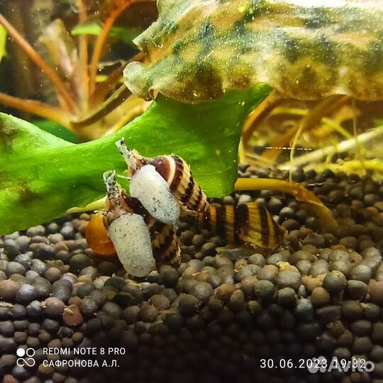 Хелены и петушки