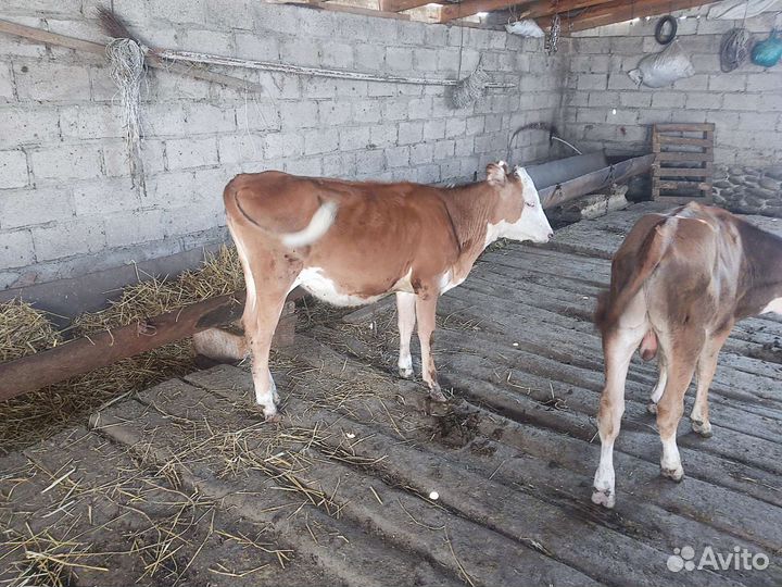 Бычок и телочка