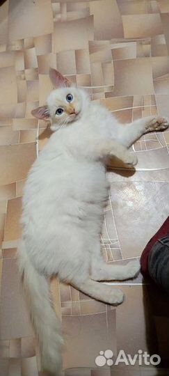 Котенок мальчик в добрые руки