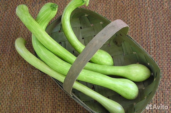 Семена кабачков