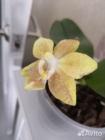 Орхидея fragransi