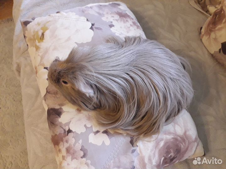 Морская свинка мальчик на вязку