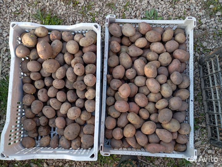 Семенной картофель сорт Гала, Розара, Адретта