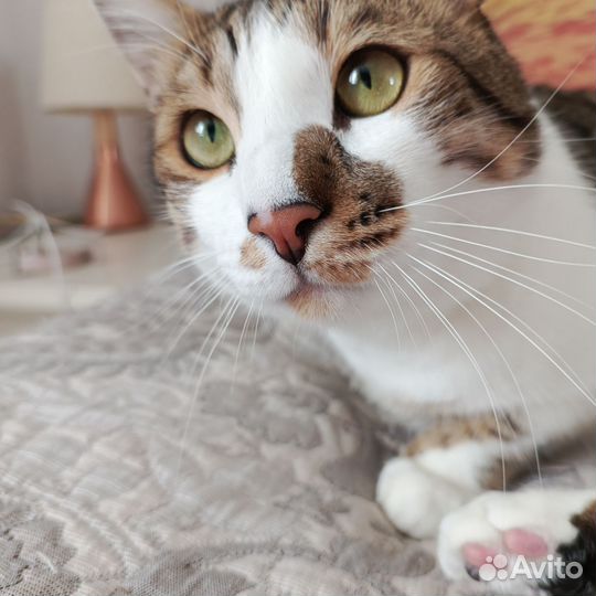 Кот метис бенгальский