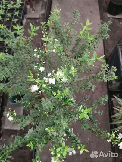 Миртовое дерево