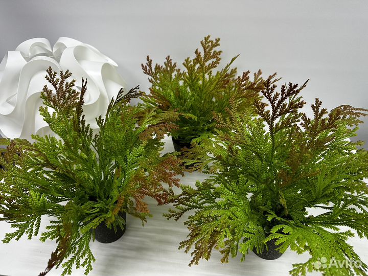 Декоративная зелень