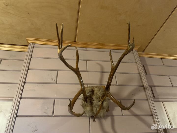 Рога оленя