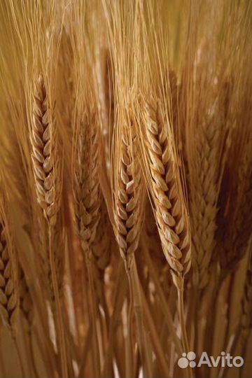 Овес, пшеница, ячмень, корма для крс