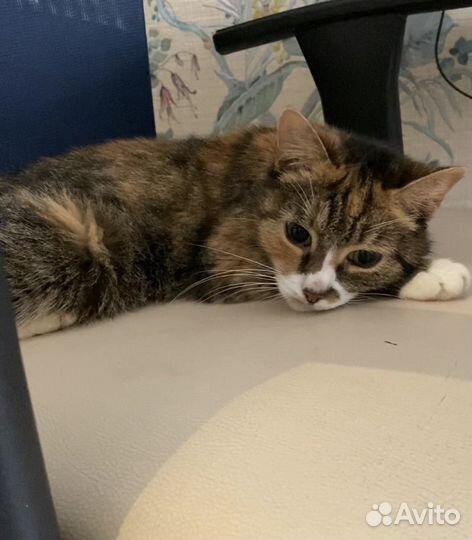 Трехцветная кошка бесплатно