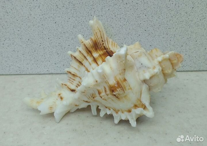 Мурекс вьетнамский 9,7 морская ракушка раковина