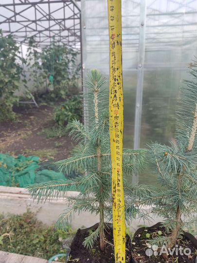 Ель голубая Glauca