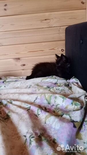 Котята в добрые руки бесплатно