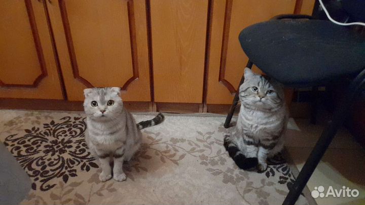 Очаровательный шотландец вязка