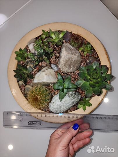 Композиция подарочная из кактусов и суккулентов