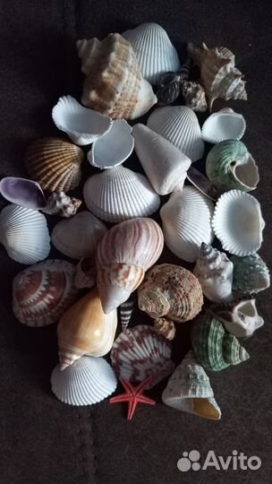 Морские ракушки раковины