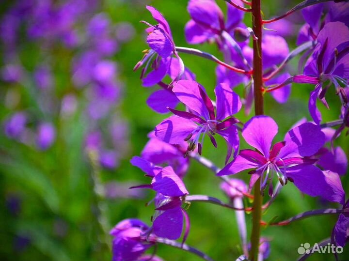 Иван-чай кипрей один килограмм, для здоровья, 2023