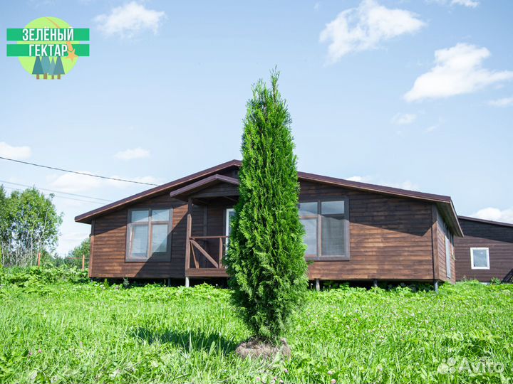 Туи смарагд 200 см свежая копка 2023