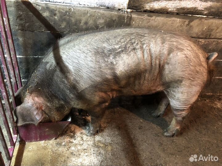 Хряк, дюрок