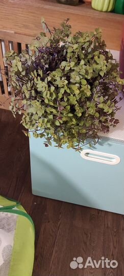 Бронь Callisia gold (Каллизия голд)