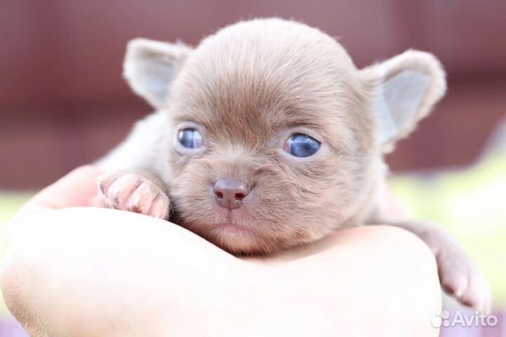 Чихуахуа мини