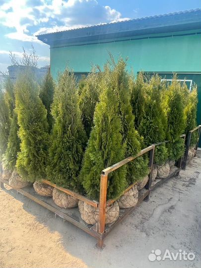 Туя экстра Смарагд 140-160см