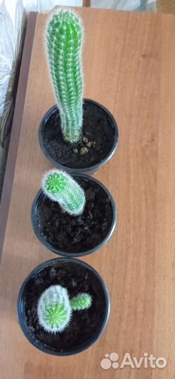 Кактусы детки