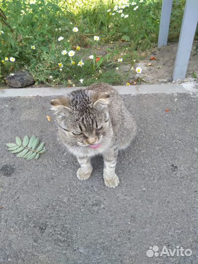 Кошечка в добрые руки