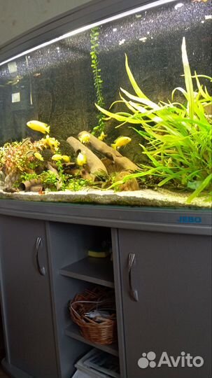 Аквариум