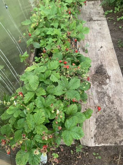 Дача 106 м² на участке 6 сот.