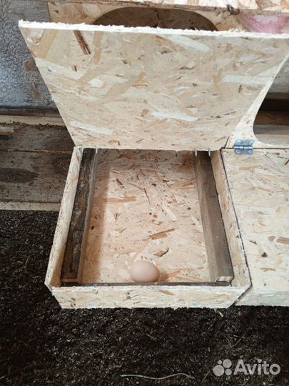 Гнездо для кур с яйцесборником