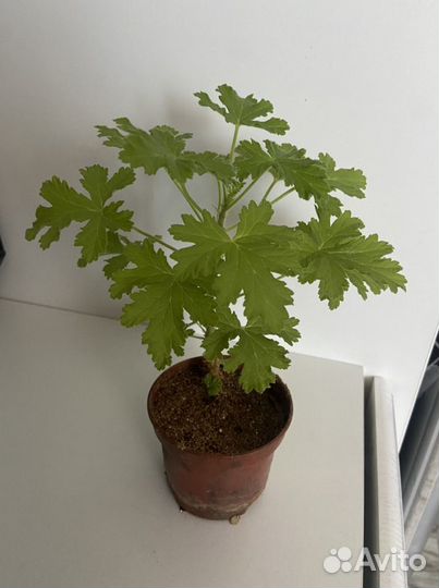 Пеларгония герань душистая