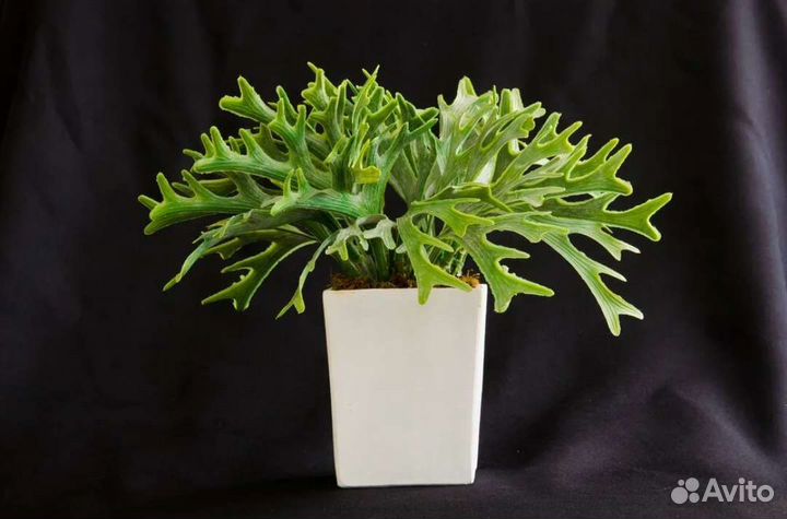 Оленьи рожки комнатные растения