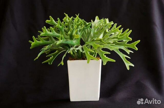 Оленьи рожки комнатные растения