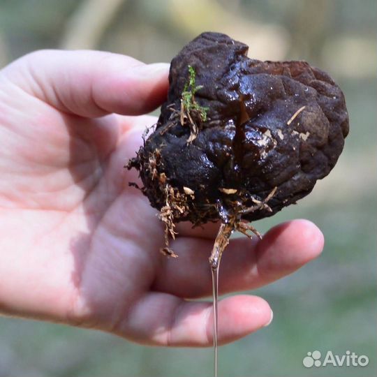 Гриб Саркосома