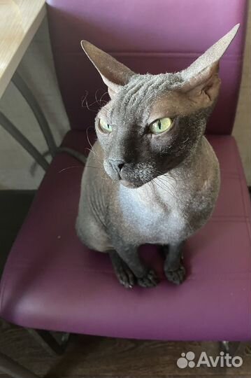 Сфинкс котик
