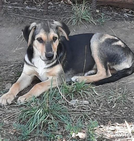 Щенок подросток