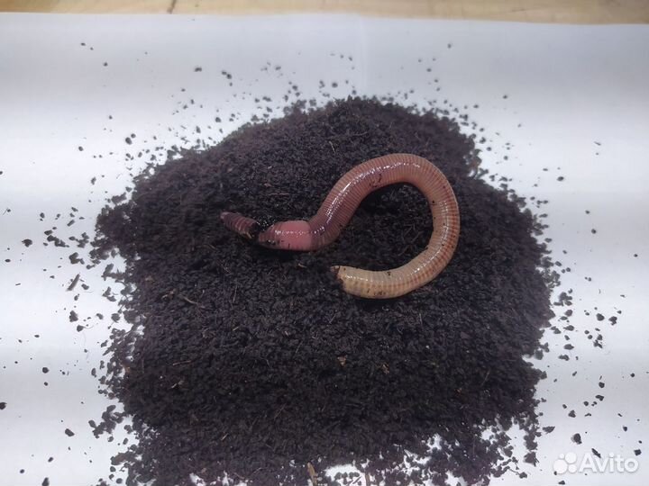 Червь для рыбалки Дендробена Венета