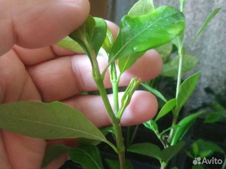 Гардения жасминовидная (жасминовая), и Вариегатная