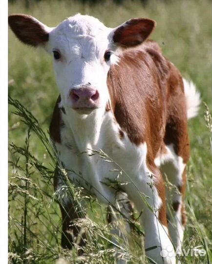 Бычки на откорм