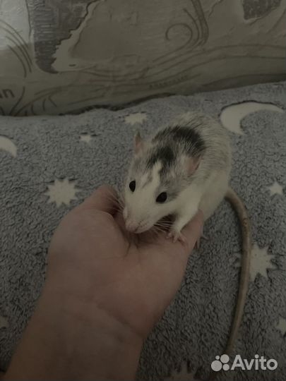 Декоративная крыса дамбо