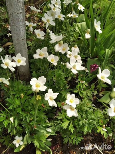 Анемона, аквилегия(водосбор)