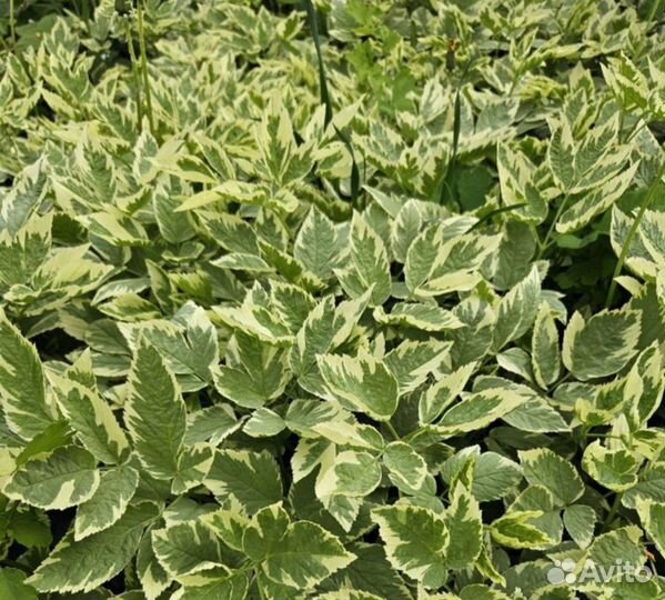 Сныть пестролистная