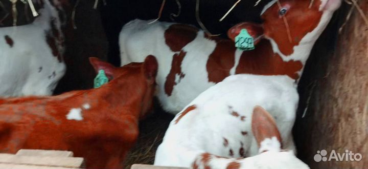 Телята. Доставка