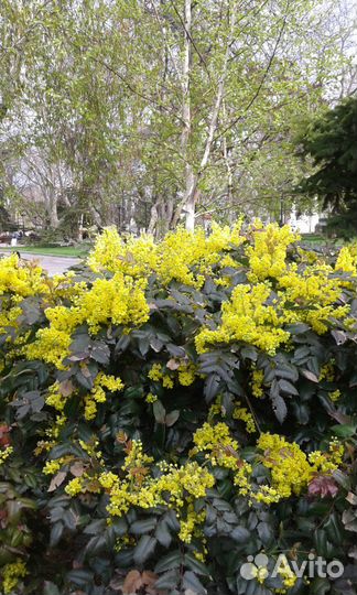 Магония падуболистная