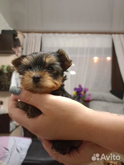 Йокширский терьер мини