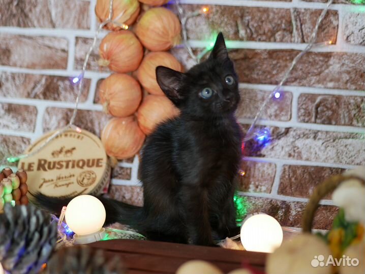 Черные, серые милашки мальчики девочки