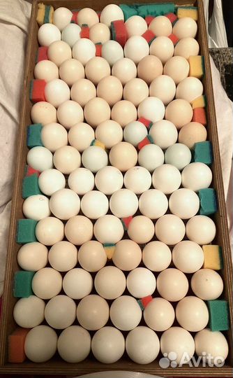 Павловские золотистые куры