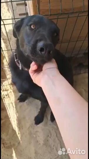 Дворняга бесплатно