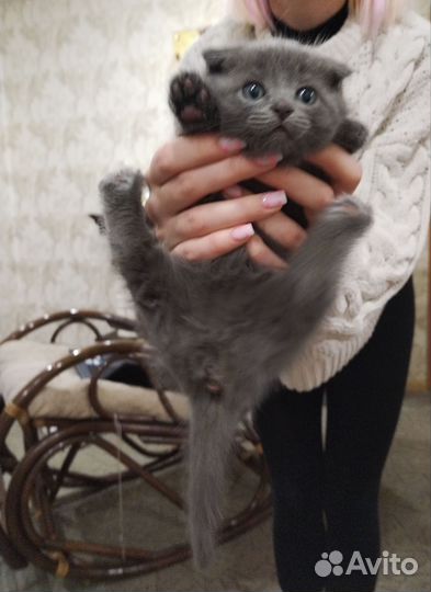 Шотландская вислоухая кошка