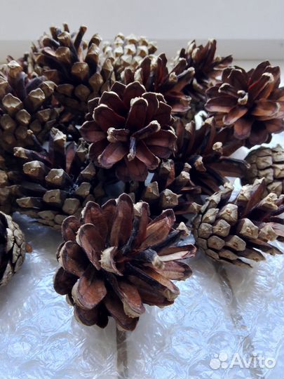 Шишки сосновые